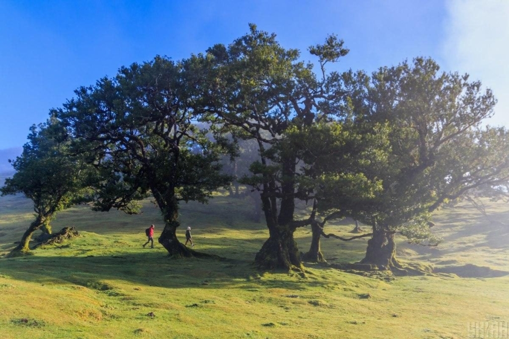 Мадейра – найбільш трендовий напрямок 2026 року: яка ситуація там у січні (фоторепортаж) 17 Мадейра – найбільш трендовий напрямок 2026 року: яка ситуація там у січні (фоторепортаж)