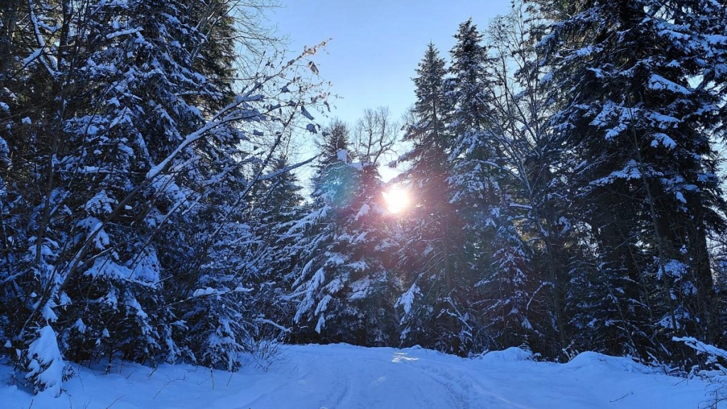 Ліси на Львівщині засипало снігом: це варто побачити (фоторепортаж) 5 Ліси на Львівщині засипало снігом: це варто побачити (фоторепортаж)