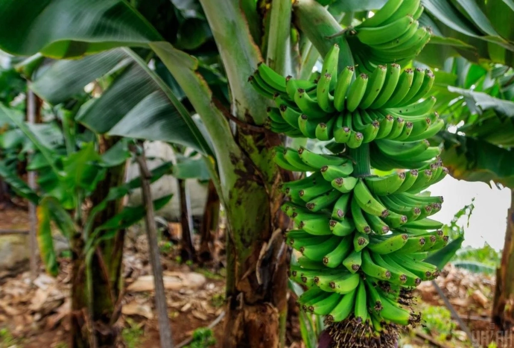 Мадейра – найбільш трендовий напрямок 2026 року: яка ситуація там у січні (фоторепортаж) 10 Мадейра – найбільш трендовий напрямок 2026 року: яка ситуація там у січні (фоторепортаж)