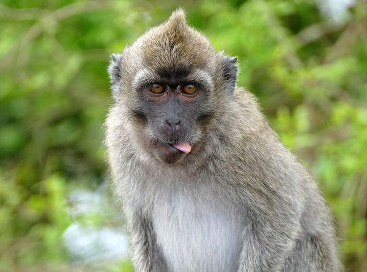 Колоритний ринок Порт-Луї Ринкова площа в Порт-Луї, Маврикій: кольорові будівлі, люди та місцеві товари