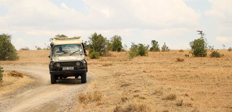 Буйвол в тіні Дика природа Кенії: африканський буйвол відпочиває в тіні дерева під час спеки.