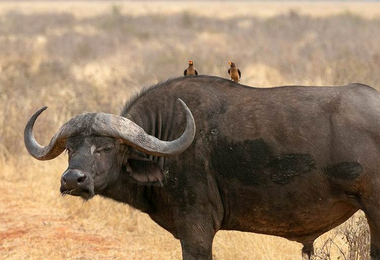 Лев на сафарі Африканські тварини в дикій природі Кенії: спостереження за левами під час сафарі.