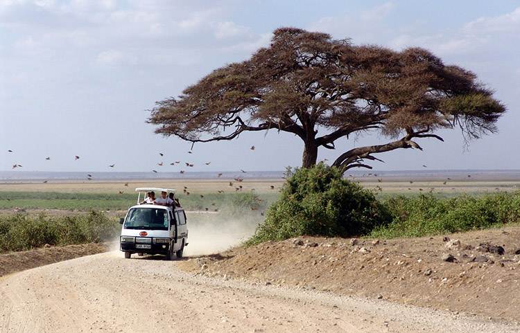 Слони в Амбоселі Сафарі в Кенії: спостереження за слонами у національному парку Амбоселі.