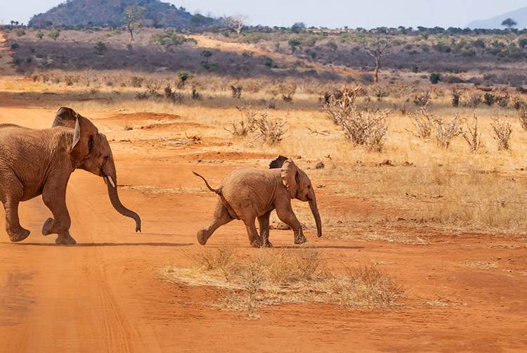 Фламінго на озері Африканські птахи: яскравий рожевий фламінго на озері під час сафарі в Кенії.