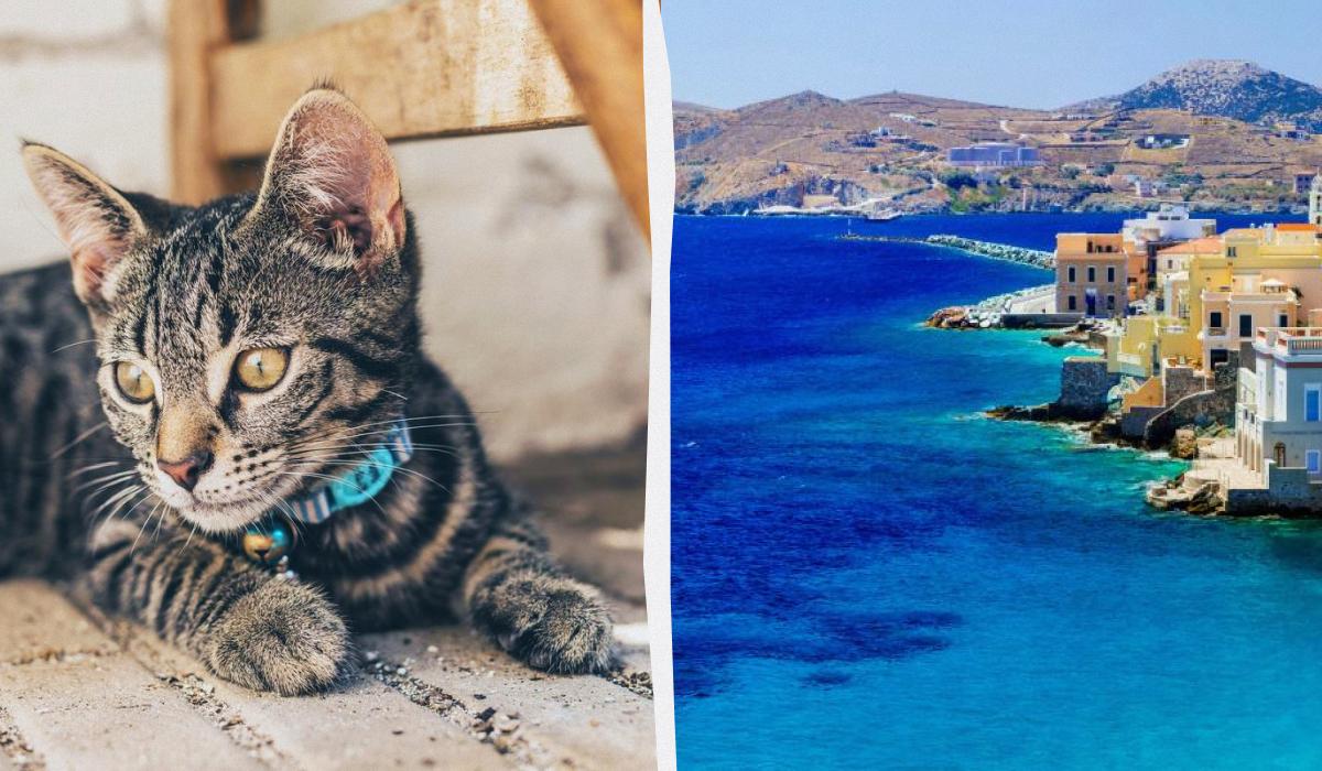 Угода мрії: острів у Греції пропонує безкоштовне житло в обмін на догляд за котами 1 Угода мрії: острів у Греції пропонує безкоштовне житло в обмін на догляд за котами