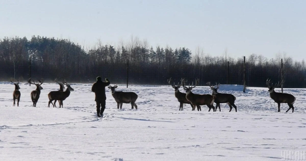 В екопарку поблизу Києва проживає більше ста оленів – чи є можливість наблизитися до них (фоторепортаж) 3 В екопарку під Києвом мешкає понад сотня оленів – чи можна до них наблизитися (фоторепортаж)