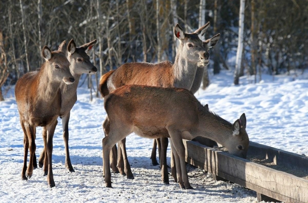 В екопарку поблизу Києва проживає більше ста оленів – чи є можливість наблизитися до них (фоторепортаж) 8 В екопарку під Києвом мешкає понад сотня оленів – чи можна до них наблизитися (фоторепортаж)