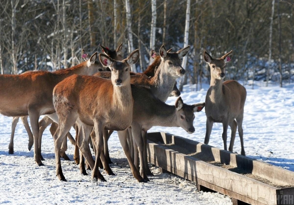 В екопарку поблизу Києва проживає більше ста оленів – чи є можливість наблизитися до них (фоторепортаж) 4 В екопарку під Києвом мешкає понад сотня оленів – чи можна до них наблизитися (фоторепортаж)