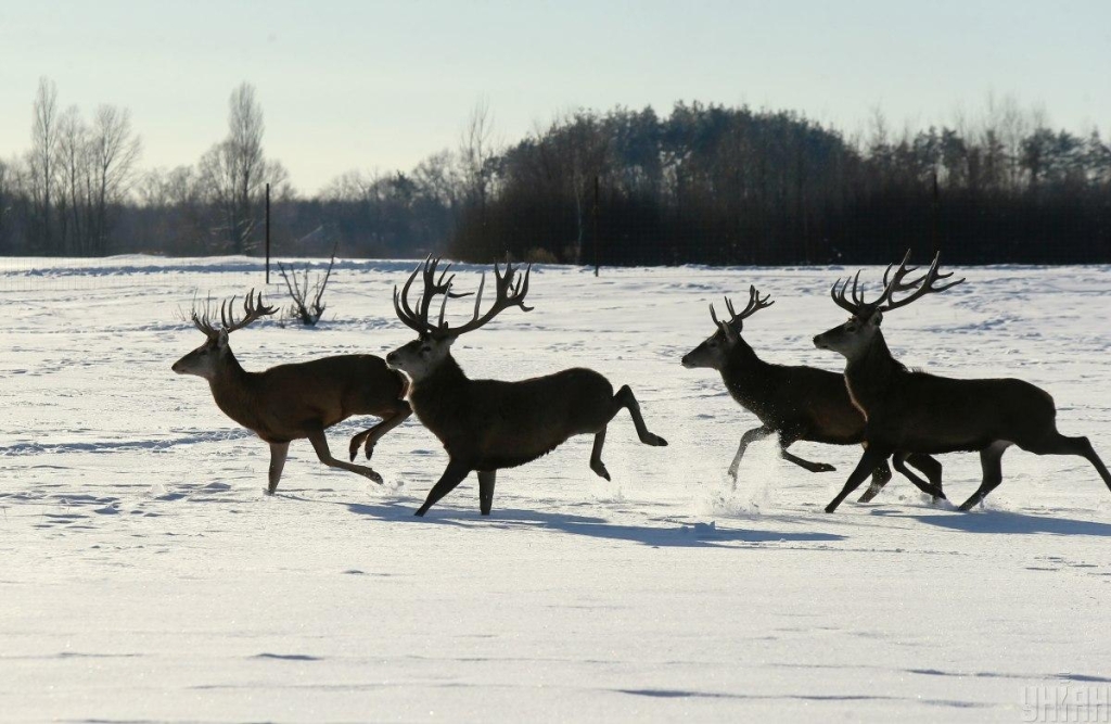 В екопарку поблизу Києва проживає більше ста оленів – чи є можливість наблизитися до них (фоторепортаж) 1 В екопарку під Києвом мешкає понад сотня оленів – чи можна до них наблизитися (фоторепортаж)