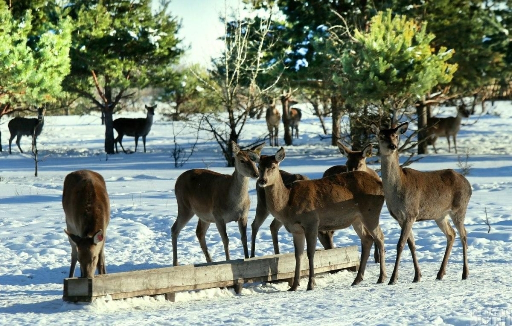 В екопарку поблизу Києва проживає більше ста оленів – чи є можливість наблизитися до них (фоторепортаж) 10 В екопарку під Києвом мешкає понад сотня оленів – чи можна до них наблизитися (фоторепортаж)