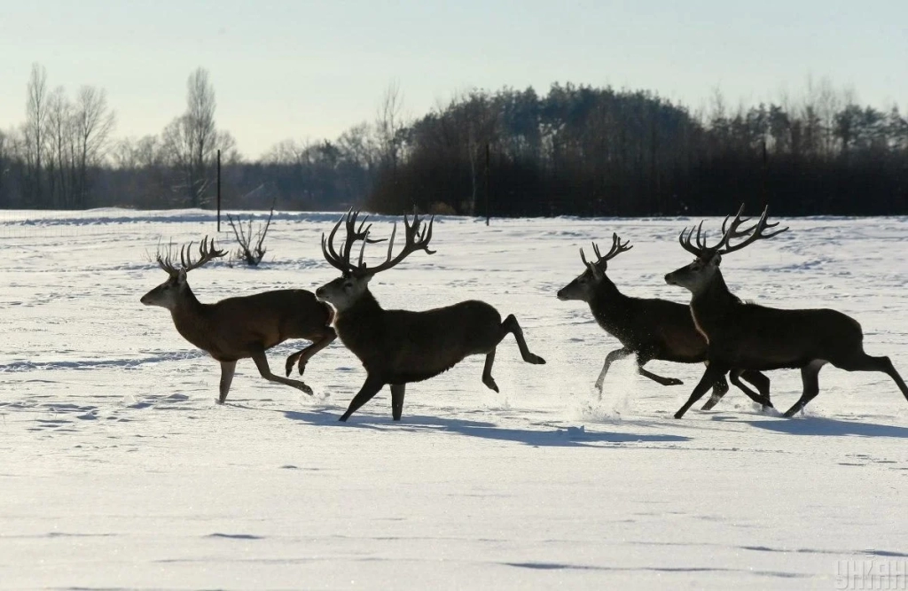 В екопарку поблизу Києва проживає більше ста оленів – чи є можливість наблизитися до них (фоторепортаж) 9 В екопарку під Києвом мешкає понад сотня оленів – чи можна до них наблизитися (фоторепортаж)
