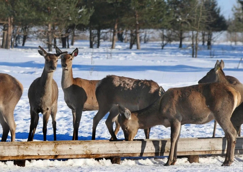 В екопарку поблизу Києва проживає більше ста оленів – чи є можливість наблизитися до них (фоторепортаж) 2 В екопарку під Києвом мешкає понад сотня оленів – чи можна до них наблизитися (фоторепортаж)