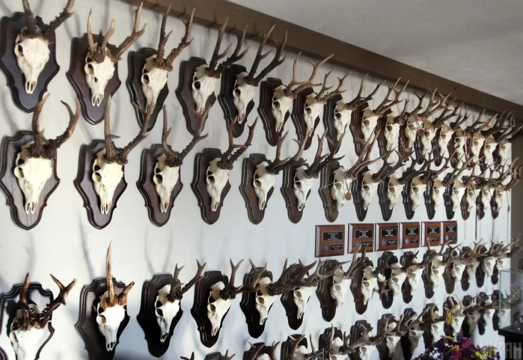 В екопарку поблизу Києва проживає більше ста оленів – чи є можливість наблизитися до них (фоторепортаж) 15 В екопарку під Києвом мешкає понад сотня оленів – чи можна до них наблизитися (фоторепортаж)