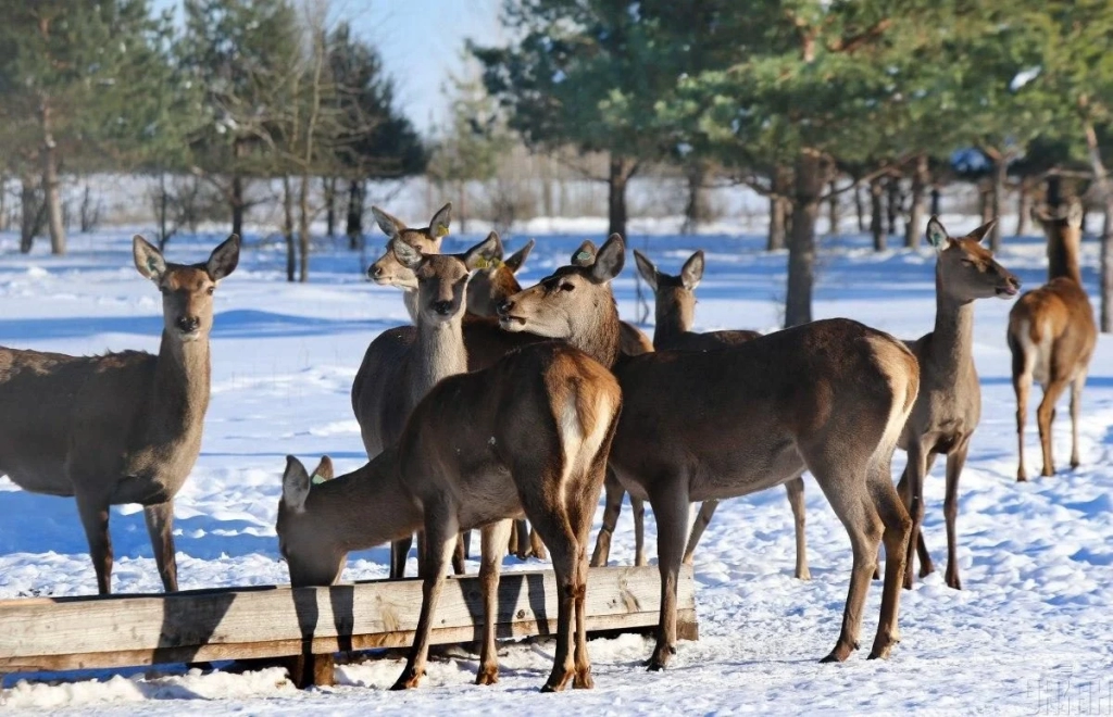 В екопарку поблизу Києва проживає більше ста оленів – чи є можливість наблизитися до них (фоторепортаж) 5 В екопарку під Києвом мешкає понад сотня оленів – чи можна до них наблизитися (фоторепортаж)