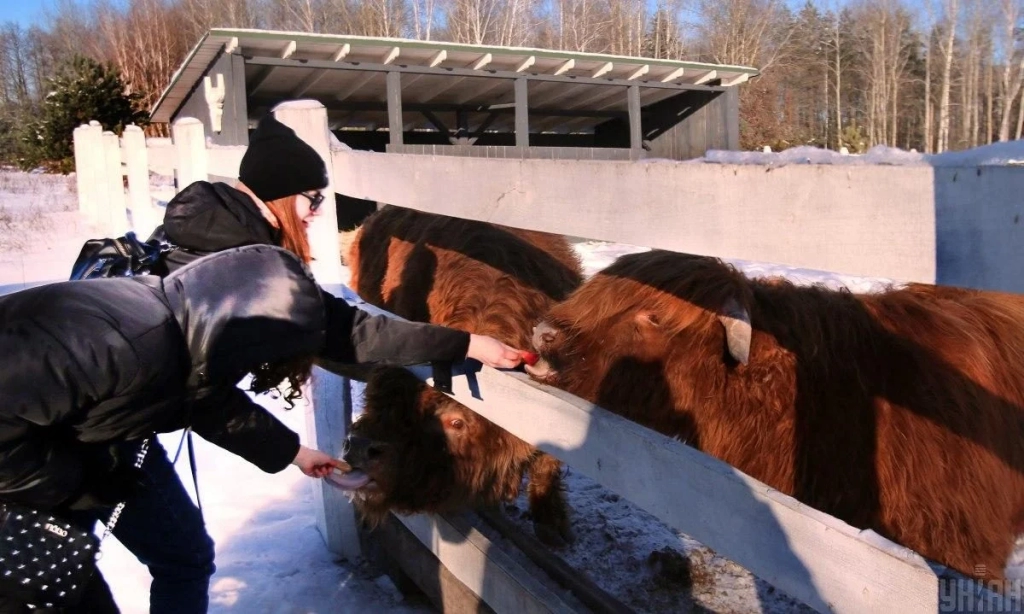 В екопарку поблизу Києва проживає більше ста оленів – чи є можливість наблизитися до них (фоторепортаж) 18 В екопарку під Києвом мешкає понад сотня оленів – чи можна до них наблизитися (фоторепортаж)