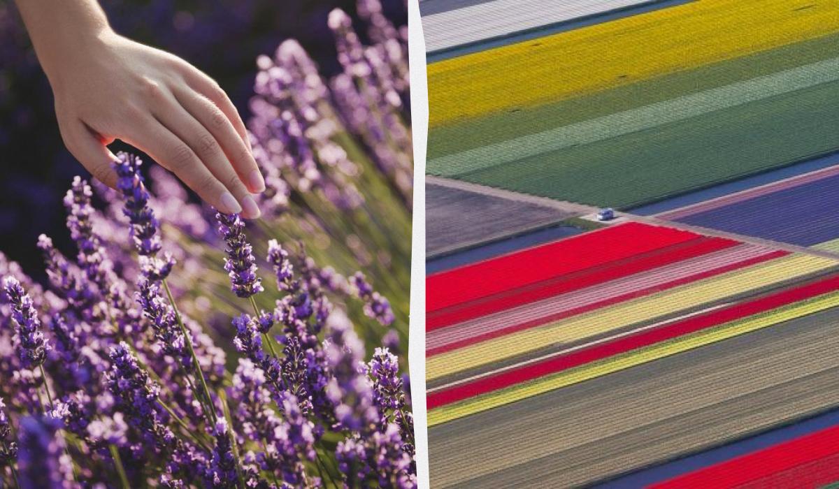 Визначено найкращі локації Європи для спостереження за квітами: оптимальний час для відвідування 1 Названо найкращі місця Європи, щоб помилуватися квітами: коли краще їхати