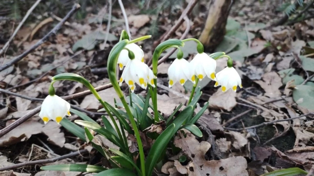 Спостереження за первоцвітами у лісах Львівщини: заборона на збирання (фоторепортаж) 3 Дивитися можна, зривати – ні: у лісах Львівщини порозпускалися первоцвіти (фоторепортаж)