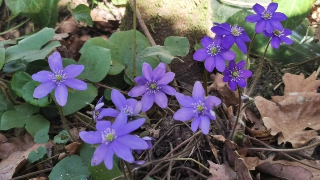 Спостереження за первоцвітами у лісах Львівщини: заборона на збирання (фоторепортаж) 5 Дивитися можна, зривати – ні: у лісах Львівщини порозпускалися первоцвіти (фоторепортаж)