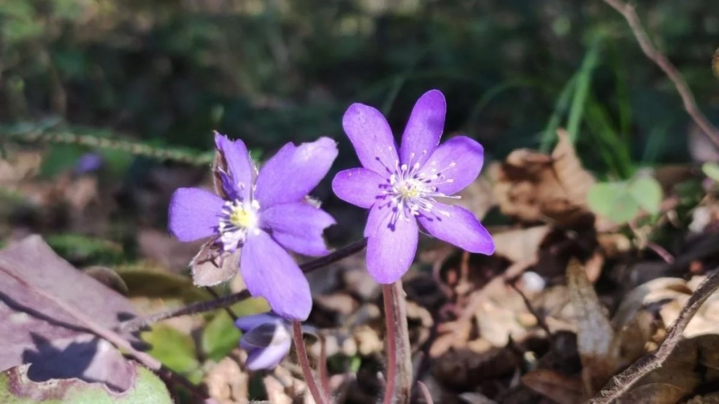 Спостереження за первоцвітами у лісах Львівщини: заборона на збирання (фоторепортаж) 7 Дивитися можна, зривати – ні: у лісах Львівщини порозпускалися первоцвіти (фоторепортаж)