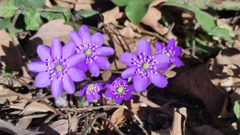 Спостереження за первоцвітами у лісах Львівщини: заборона на збирання (фоторепортаж) 1 Дивитися можна, зривати – ні: у лісах Львівщини порозпускалися первоцвіти (фоторепортаж)