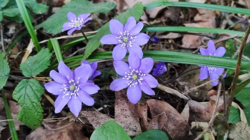 Спостереження за первоцвітами у лісах Львівщини: заборона на збирання (фоторепортаж) 8 Дивитися можна, зривати – ні: у лісах Львівщини порозпускалися первоцвіти (фоторепортаж)