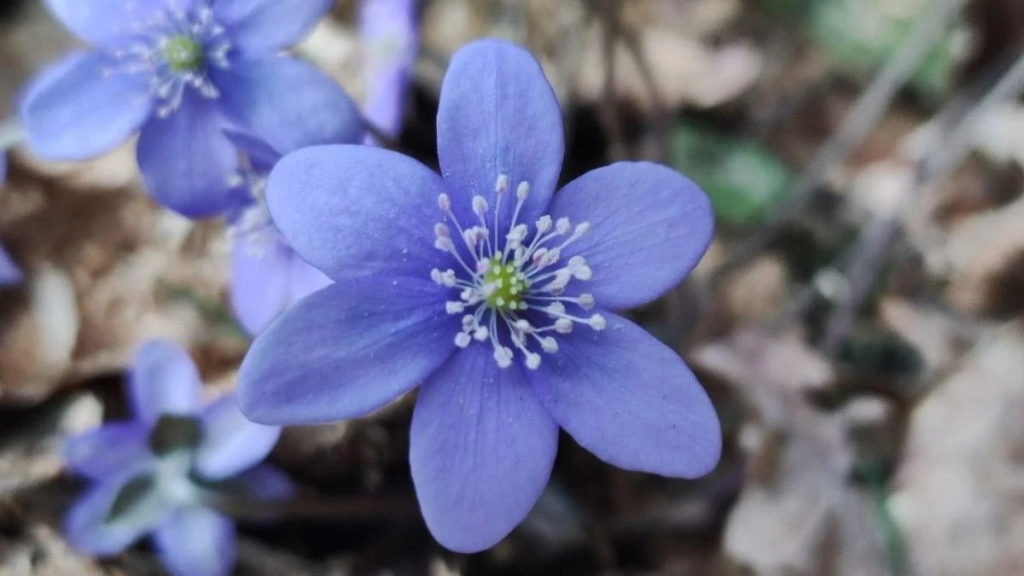 Спостереження за первоцвітами у лісах Львівщини: заборона на збирання (фоторепортаж) 4 Дивитися можна, зривати – ні: у лісах Львівщини порозпускалися первоцвіти (фоторепортаж)