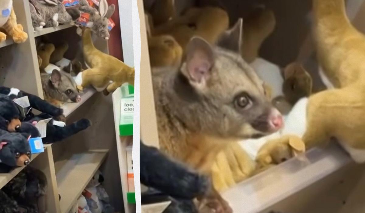 У магазині аеропорту серед м’яких іграшок виявили живого опосума 1 Люди були приголомшені: у крамниці аеропорту живий опосум оселився серед м’яких іграшок