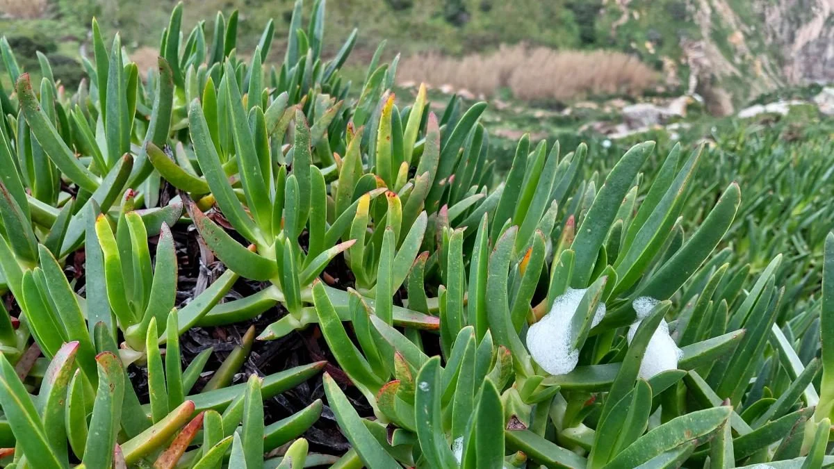 Мис Рока в Португалії: способи дістатися до краю світу та насолодитися краєвидами 17 Мис Рока в Португалії: як потрапити на край світу і завмерти від захвату