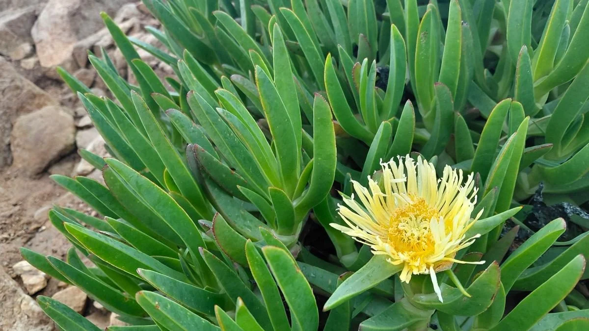 Мис Рока в Португалії: способи дістатися до краю світу та насолодитися краєвидами 18 Мис Рока в Португалії: як потрапити на край світу і завмерти від захвату