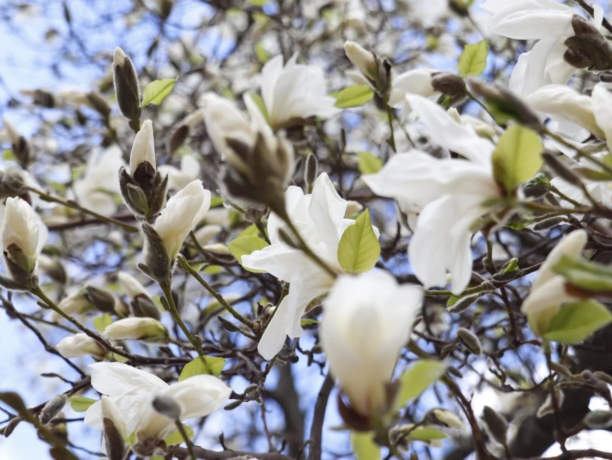У Закарпатті розцвіли магнолії: місця для спостереження за квітами (фото) 7 На Закарпатті зацвіли магнолії: де можна помилуватися квітами (фото)