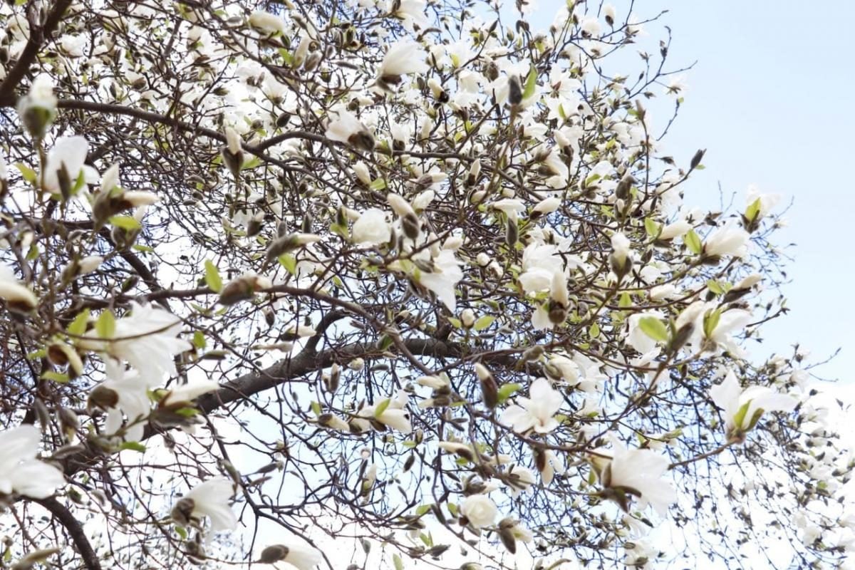 У Закарпатті розцвіли магнолії: місця для спостереження за квітами (фото) 5 На Закарпатті зацвіли магнолії: де можна помилуватися квітами (фото)