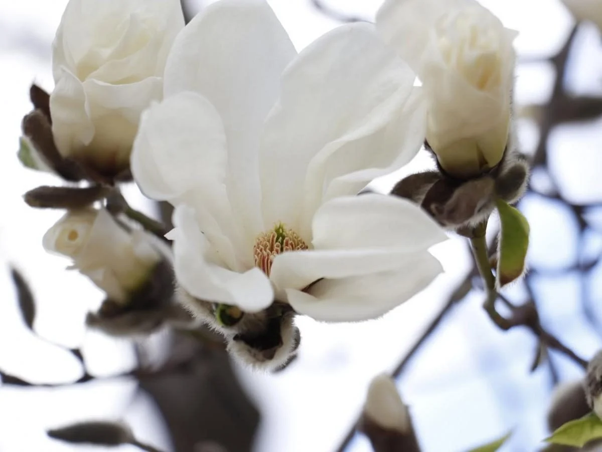 У Закарпатті розцвіли магнолії: місця для спостереження за квітами (фото) 6 На Закарпатті зацвіли магнолії: де можна помилуватися квітами (фото)