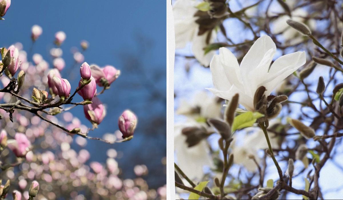 У Закарпатті розцвіли магнолії: місця для спостереження за квітами (фото) 1 На Закарпатті зацвіли магнолії: де можна помилуватися квітами (фото)