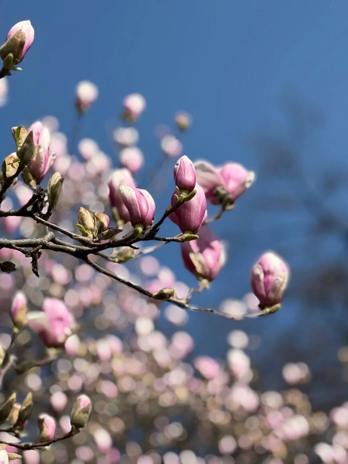 У Закарпатті розцвіли магнолії: місця для спостереження за квітами (фото) 2 На Закарпатті зацвіли магнолії: де можна помилуватися квітами (фото)