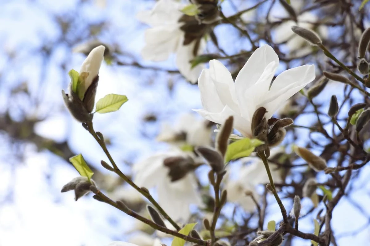 У Закарпатті розцвіли магнолії: місця для спостереження за квітами (фото) 8 На Закарпатті зацвіли магнолії: де можна помилуватися квітами (фото)