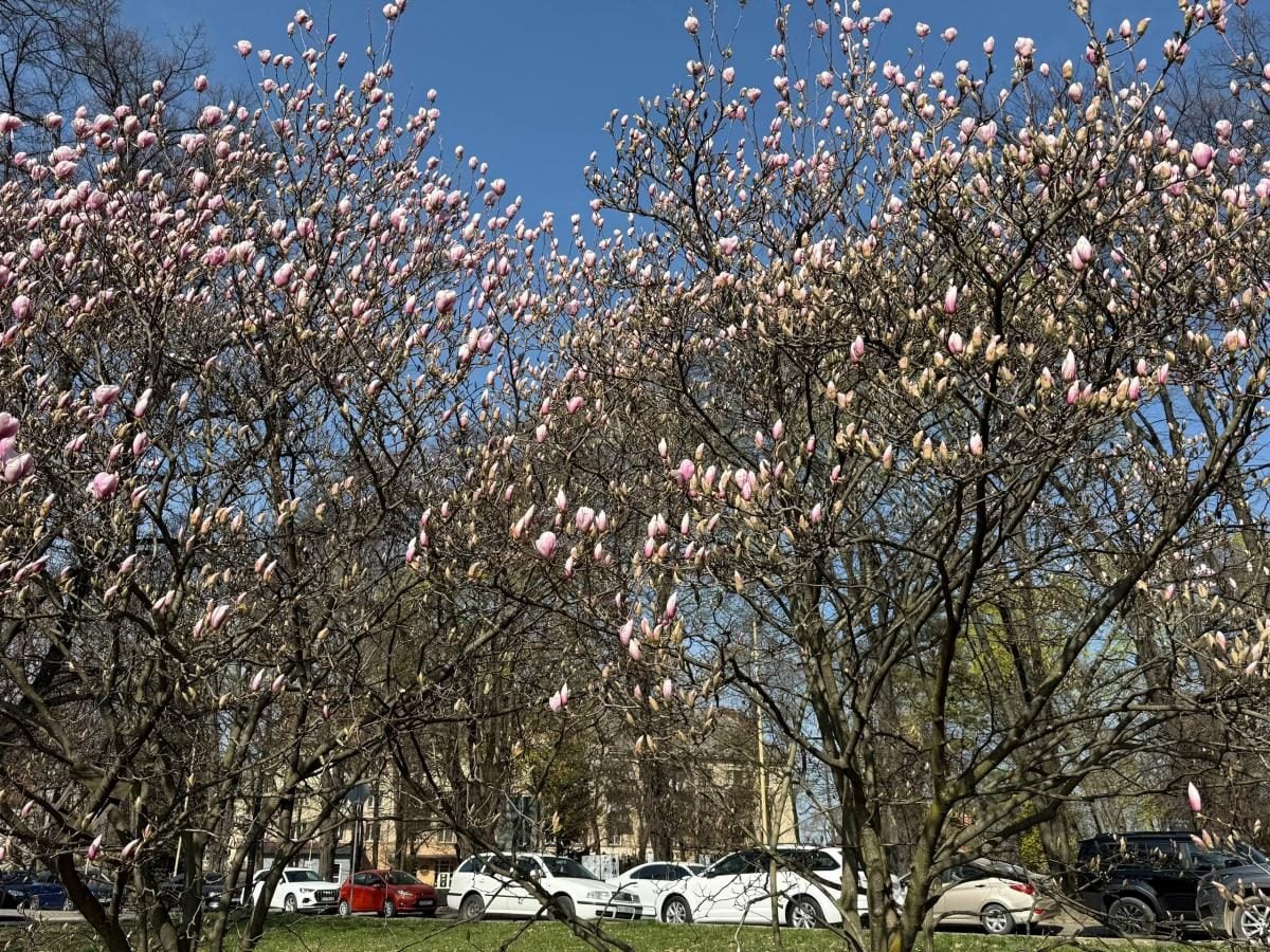 У Закарпатті розцвіли магнолії: місця для спостереження за квітами (фото) 4 На Закарпатті зацвіли магнолії: де можна помилуватися квітами (фото)