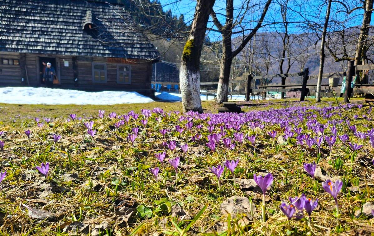 У Колочаві розцвіли крокуси: коли прогнозується максимальний період цвітіння (фото) 1 У Колочаві зацвіли крокуси: коли очікувати на пік квітування (фото)