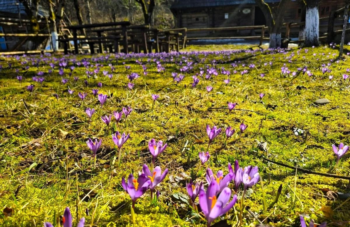 У Колочаві розцвіли крокуси: коли прогнозується максимальний період цвітіння (фото) 3 У Колочаві зацвіли крокуси: коли очікувати на пік квітування (фото)