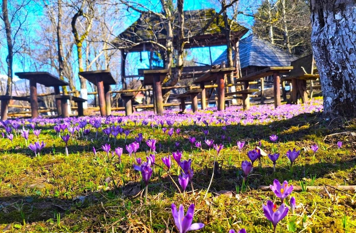 У Колочаві розцвіли крокуси: коли прогнозується максимальний період цвітіння (фото) 4 У Колочаві зацвіли крокуси: коли очікувати на пік квітування (фото)