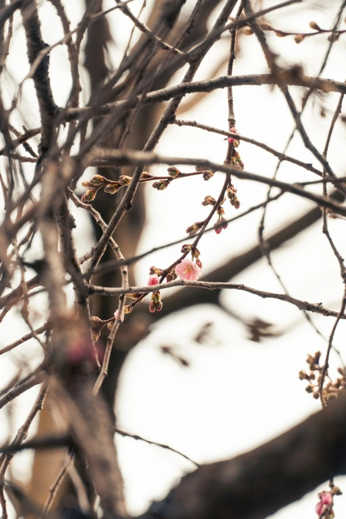 У Мукачеві розпочалося цвітіння "незвичайної" сакури: які її характеристики (фото) 5 У Мукачеві почала квітнути "шалена" сакура: у чому її особливість (фото)