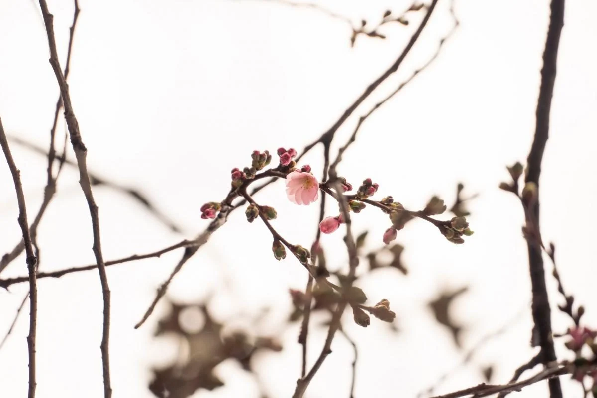 У Мукачеві розпочалося цвітіння "незвичайної" сакури: які її характеристики (фото) 4 У Мукачеві почала квітнути "шалена" сакура: у чому її особливість (фото)