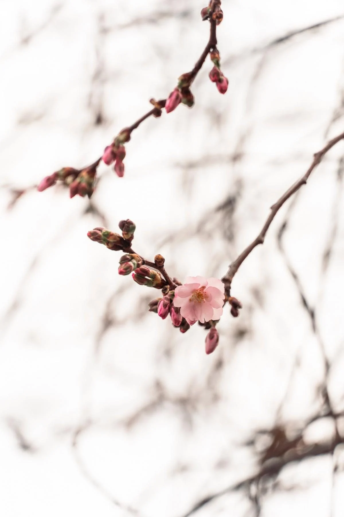 У Мукачеві розпочалося цвітіння "незвичайної" сакури: які її характеристики (фото) 2 У Мукачеві почала квітнути "шалена" сакура: у чому її особливість (фото)