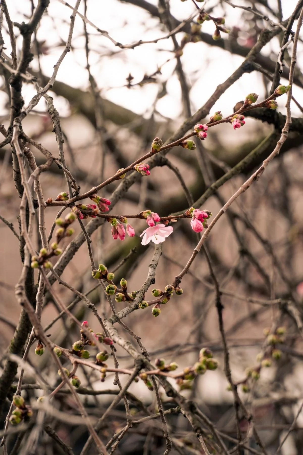 У Мукачеві розпочалося цвітіння "незвичайної" сакури: які її характеристики (фото) 6 У Мукачеві почала квітнути "шалена" сакура: у чому її особливість (фото)