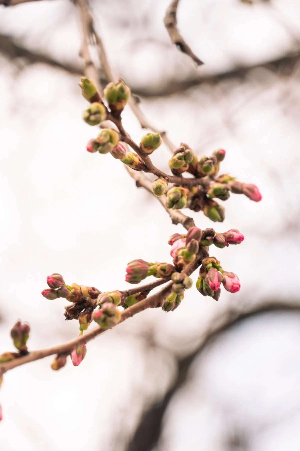 У Мукачеві розпочалося цвітіння "незвичайної" сакури: які її характеристики (фото) 3 У Мукачеві почала квітнути "шалена" сакура: у чому її особливість (фото)