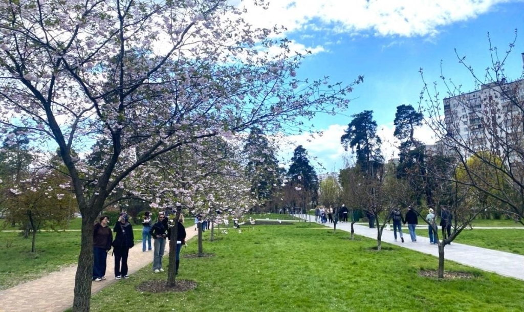 У Києві розпочався цвітіння сакур: у парку "Кіото" також привертають увагу відвідувачів магнолії (фото) 4 В Києві почали цвісти сакури: в парку "Кіото" також радують відвідувачів і магнолії (фото)