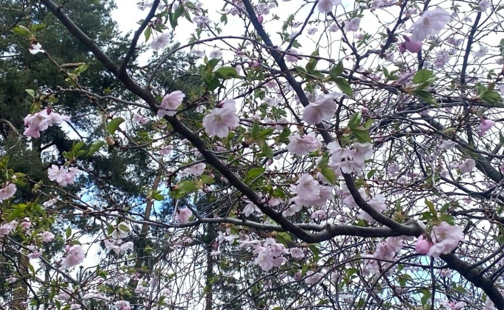 У Києві розпочався цвітіння сакур: у парку "Кіото" також привертають увагу відвідувачів магнолії (фото) 6 В Києві почали цвісти сакури: в парку "Кіото" також радують відвідувачів і магнолії (фото)