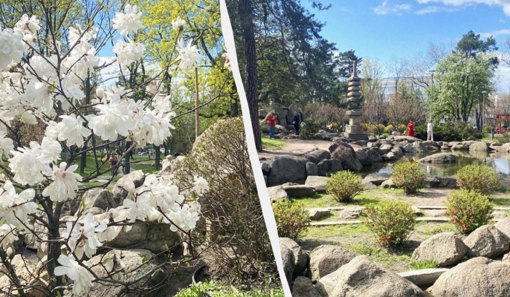 У Києві розпочався цвітіння сакур: у парку "Кіото" також привертають увагу відвідувачів магнолії (фото) 1 В Києві почали цвісти сакури: в парку "Кіото" також радують відвідувачів і магнолії (фото)