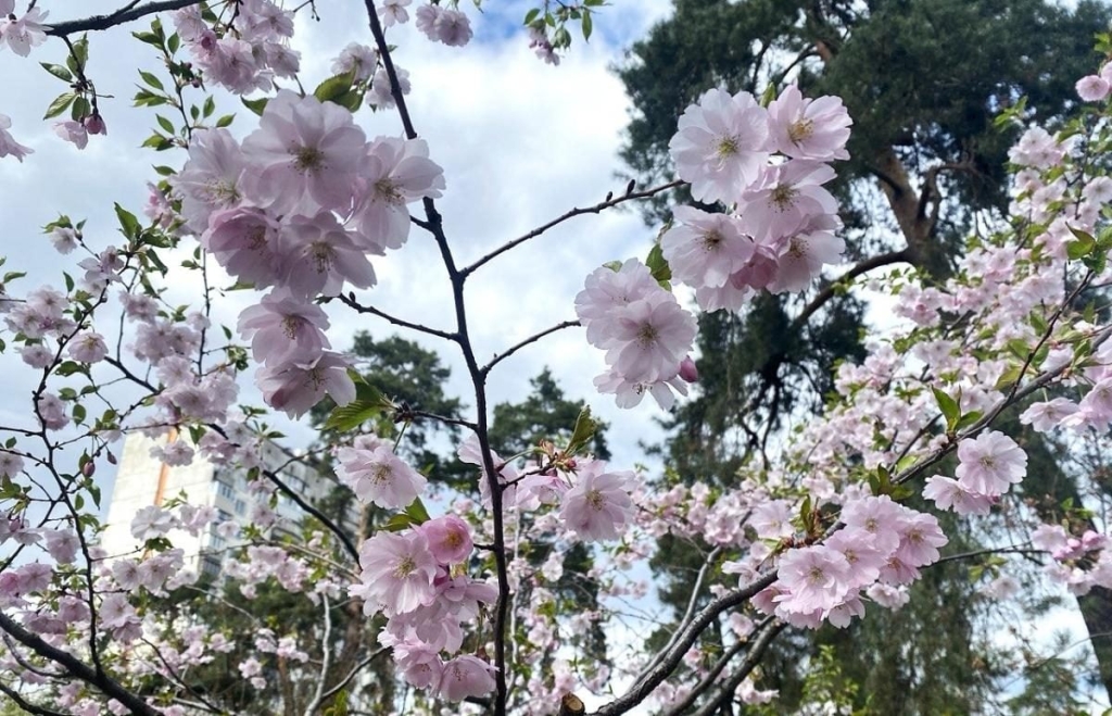 У Києві розпочався цвітіння сакур: у парку "Кіото" також привертають увагу відвідувачів магнолії (фото) 2 В Києві почали цвісти сакури: в парку "Кіото" також радують відвідувачів і магнолії (фото)