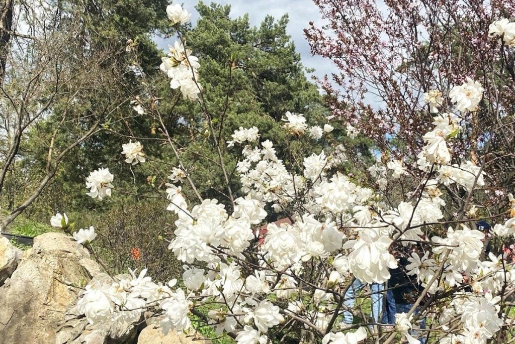 У Києві розпочався цвітіння сакур: у парку "Кіото" також привертають увагу відвідувачів магнолії (фото) 7 В Києві почали цвісти сакури: в парку "Кіото" також радують відвідувачів і магнолії (фото)