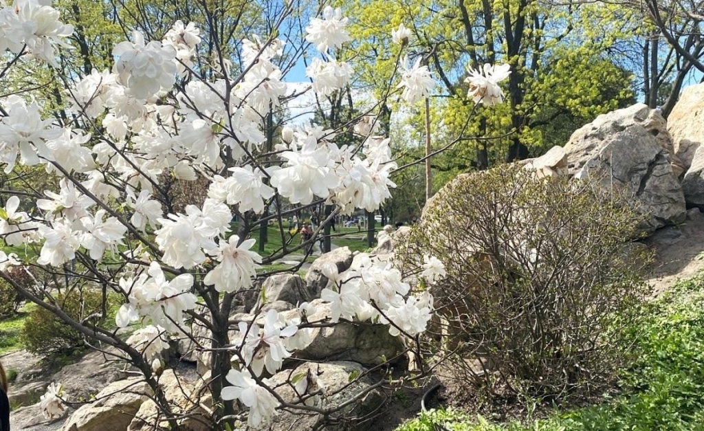 У Києві розпочався цвітіння сакур: у парку "Кіото" також привертають увагу відвідувачів магнолії (фото) 8 В Києві почали цвісти сакури: в парку "Кіото" також радують відвідувачів і магнолії (фото)